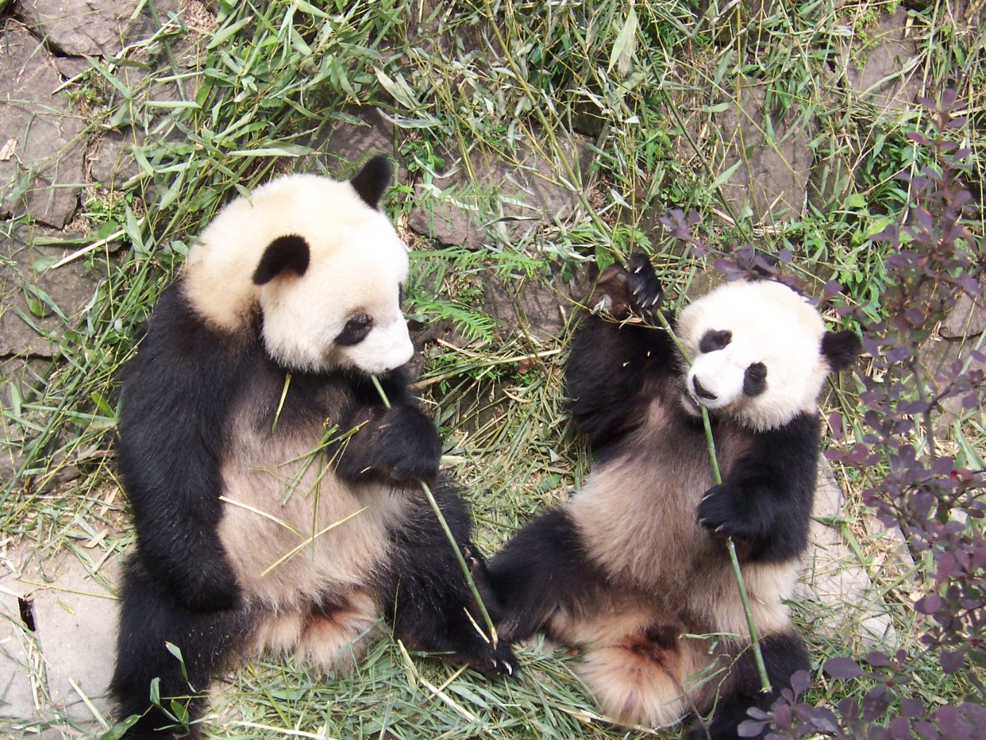 Beijing Tour Giant Pandas
